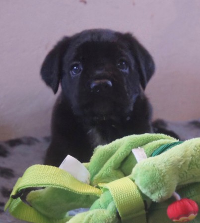 Mama`s Little Devil Lola Montez