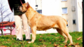 /album/bildgalleri-jamen-corso-semiz-ki-ma/img-5645-png/