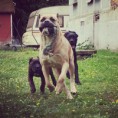 /album/bildgalleri-jamen-corso-semiz-ki-ma/img-8374-jpg/